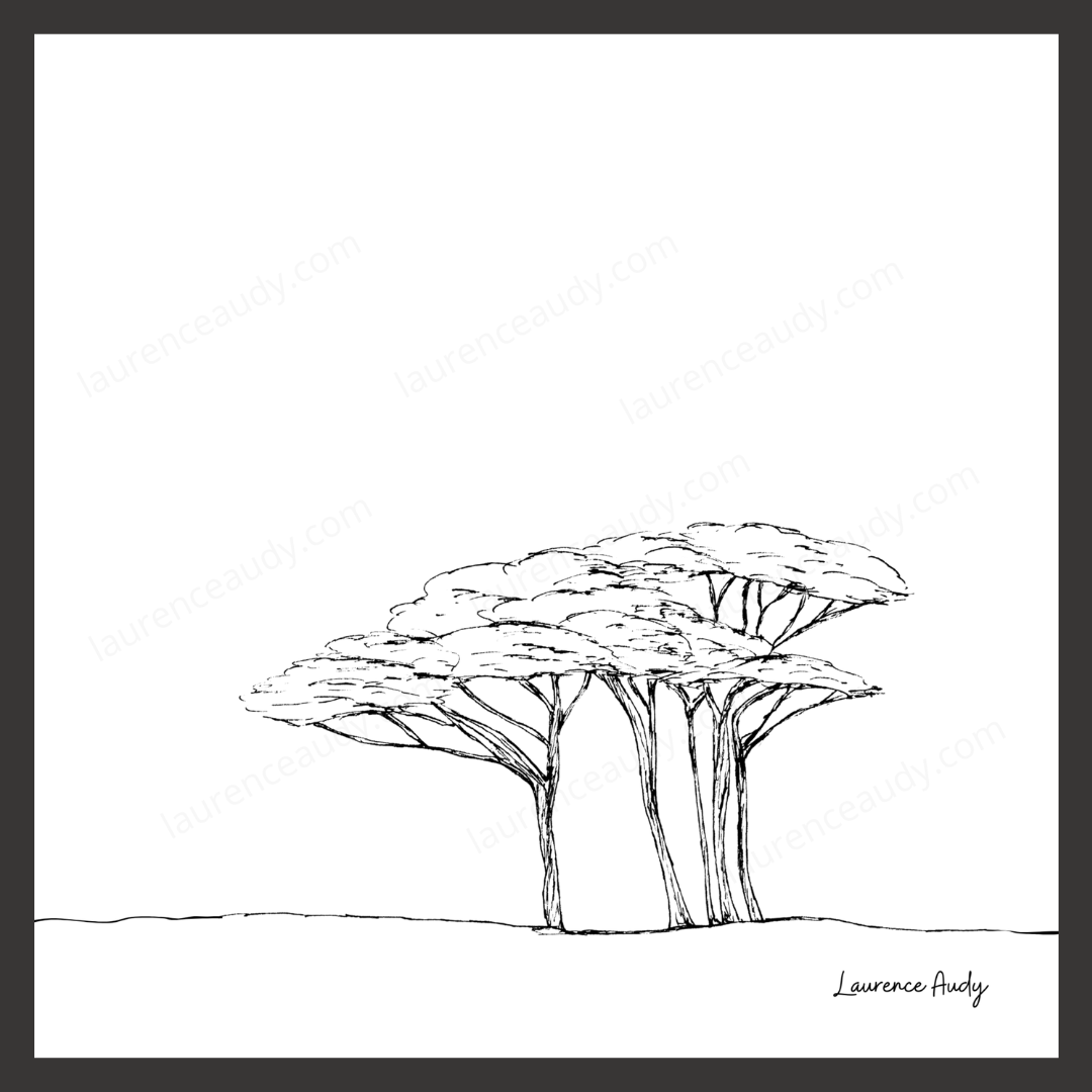 N&B-ARBRE-05 20X20 FILIGRANE CADRE NOIR