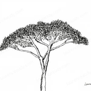 carte_postale_arbre_07_laurence_audy|||||||||||||||