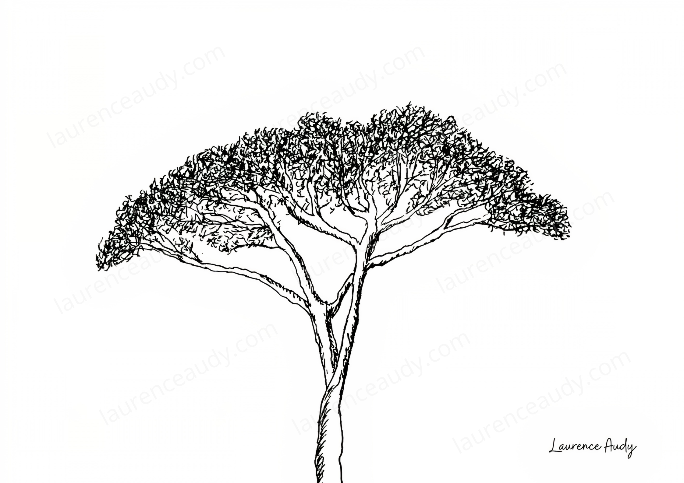 carte_postale_arbre_07_laurence_audy|||||||||||||||