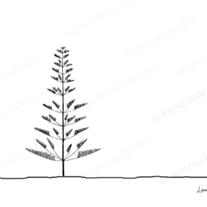 carte_postale_arbre_08_laurence_audy|||||||||||||||