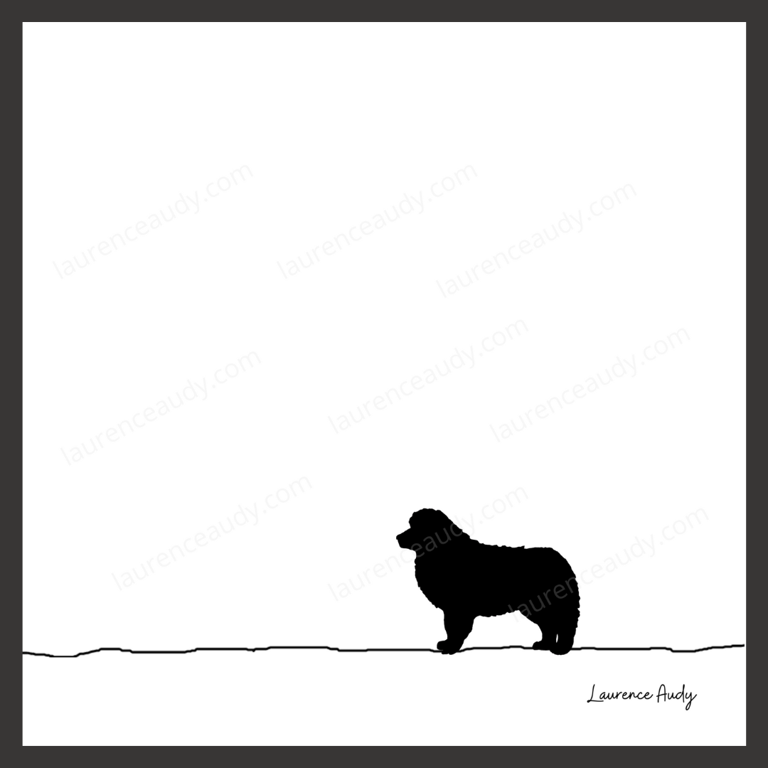 N&B-CHIEN-AMERICAN-SHEPHERD-01 CARRE filigrane cadre noir