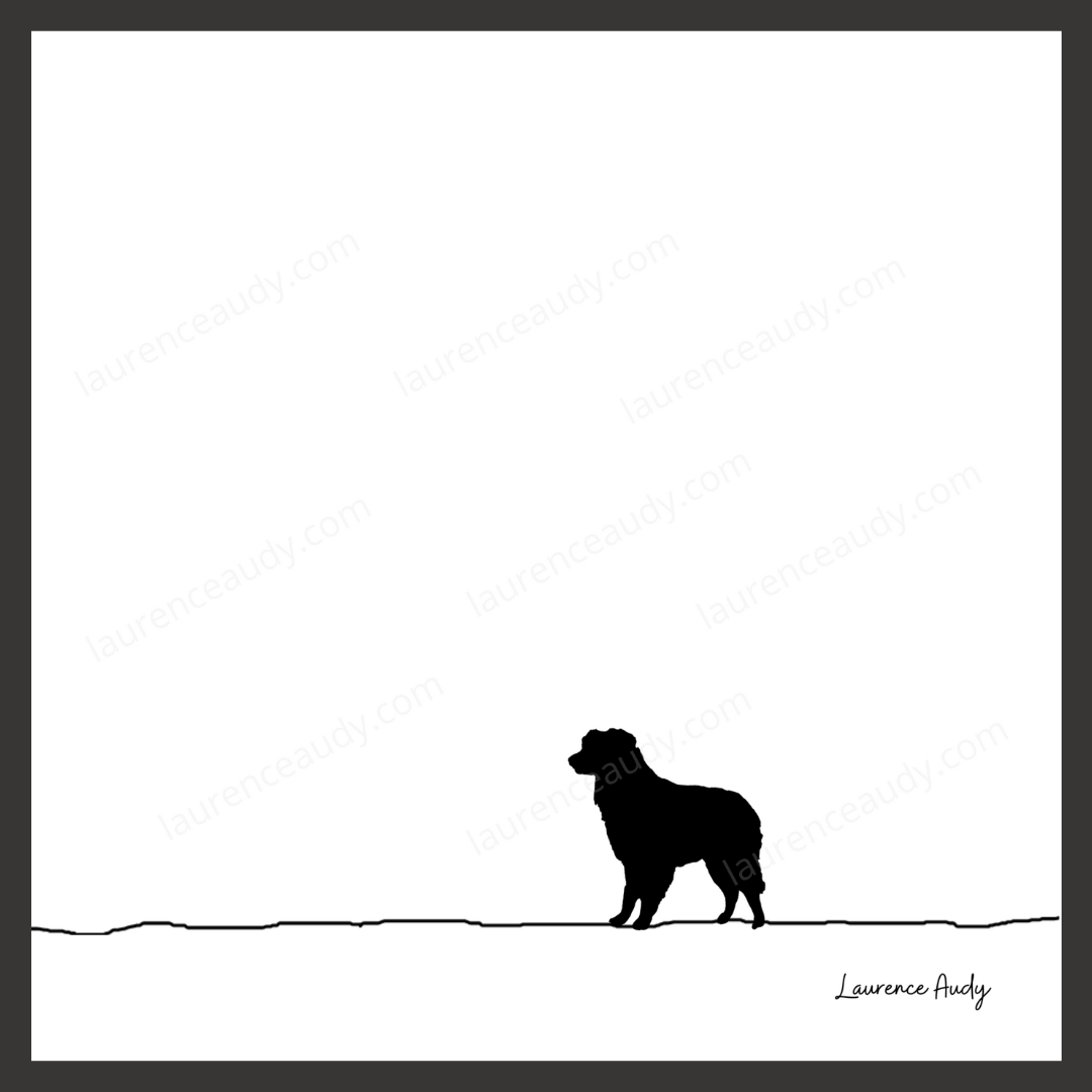 N&B-CHIEN-BERGER-AUSTRALIEN-01 CARRE filigrane cadre noir